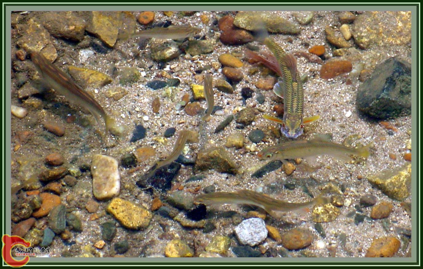 野外宽鳍鱲 (6).jpg