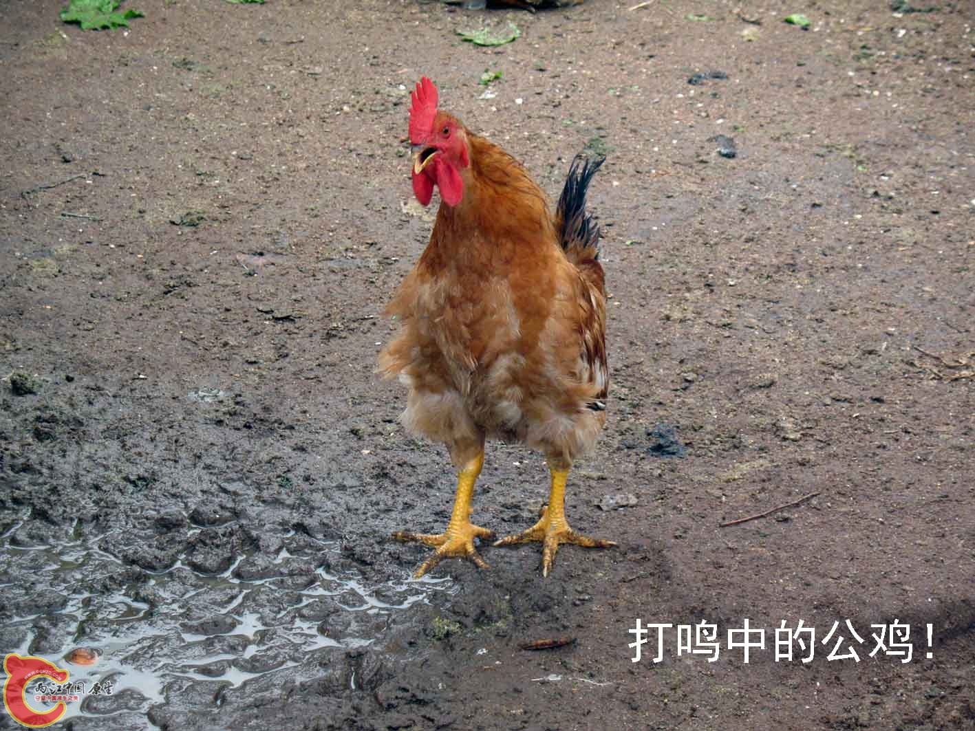 公鸡