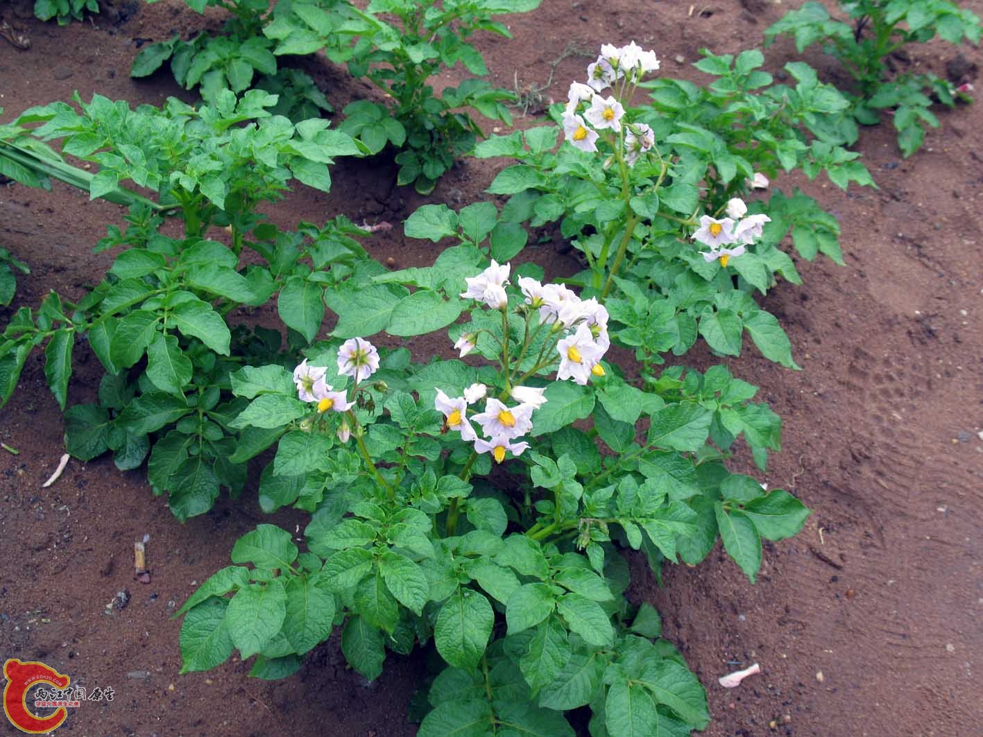 土豆花开