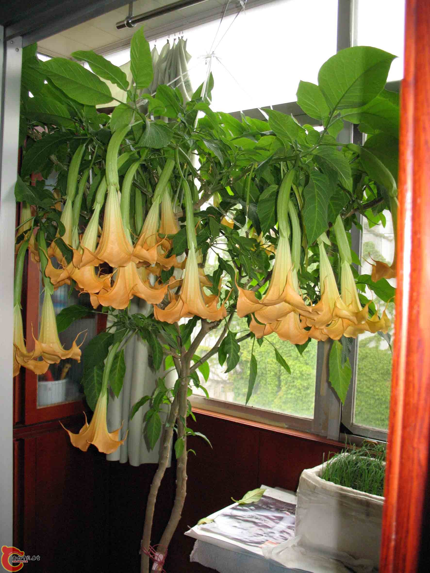 自家的花（曼陀罗）