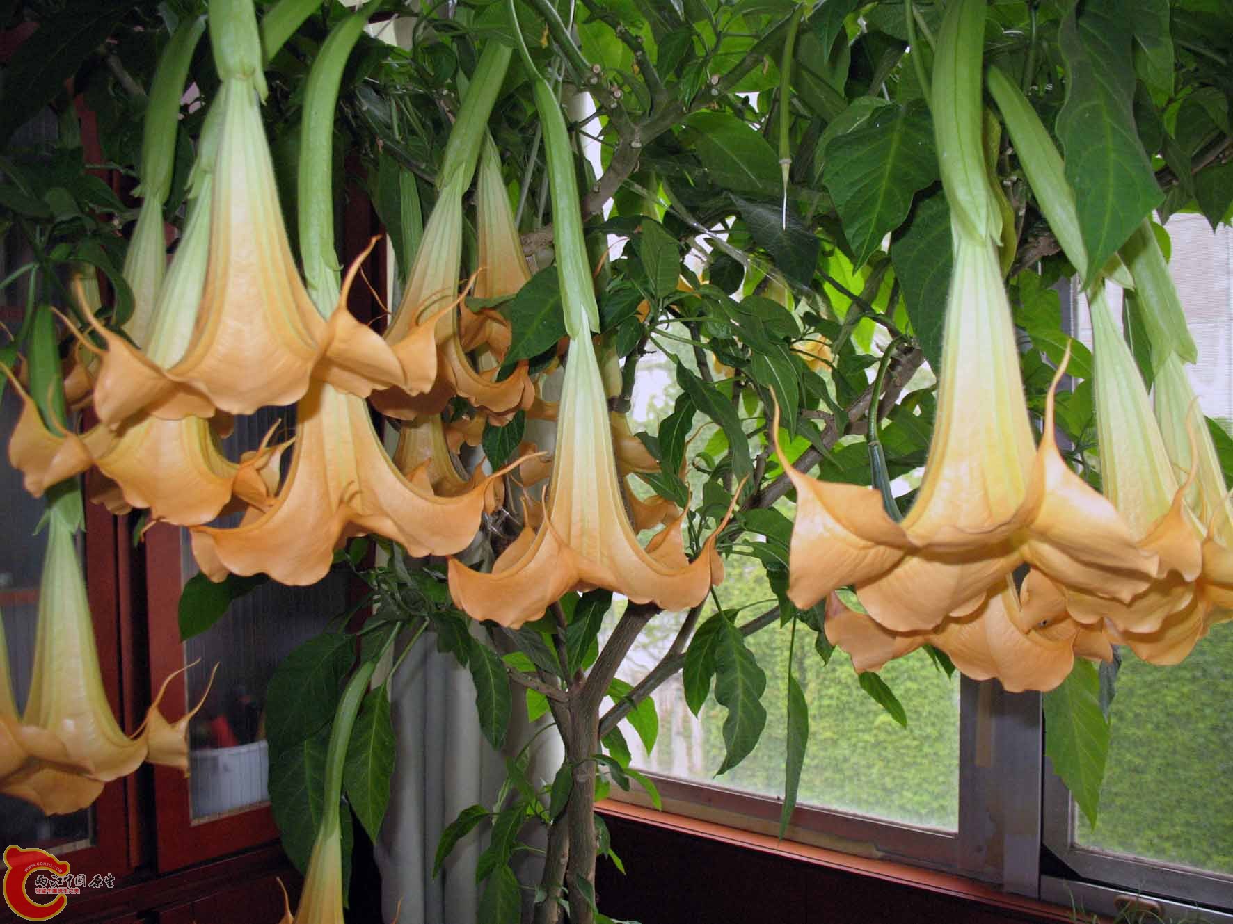 自家的花（曼陀罗）