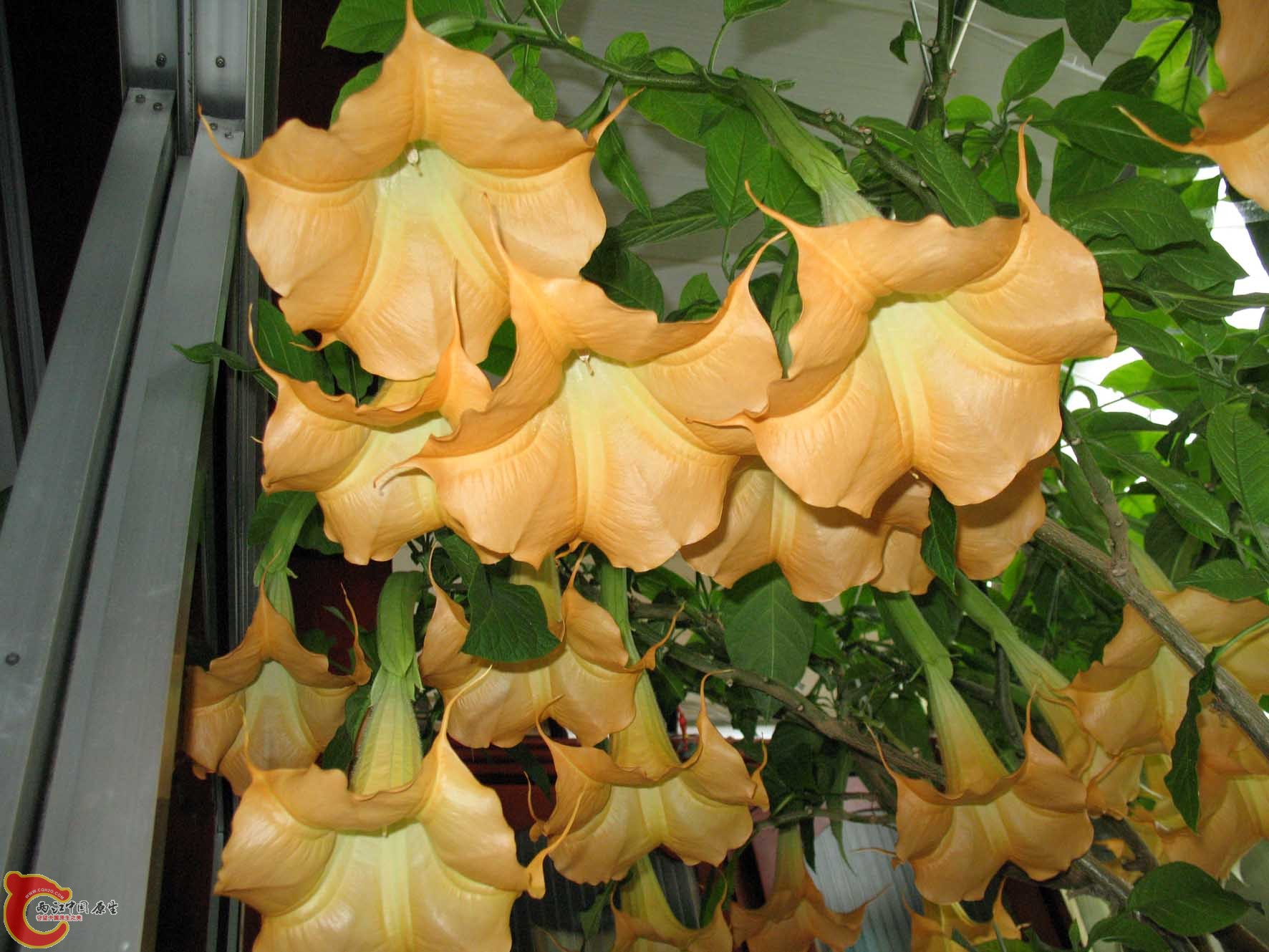 自家的花（曼陀罗）