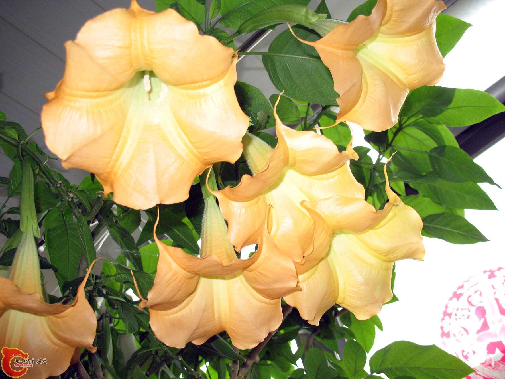 自家的花（曼陀罗）