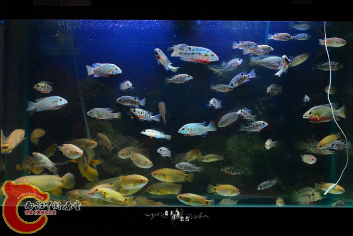 DSC_7717.jpg