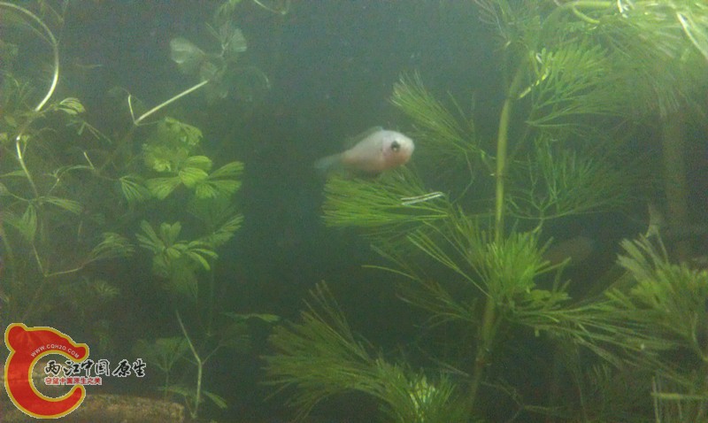 IMAG1305_副本.jpg