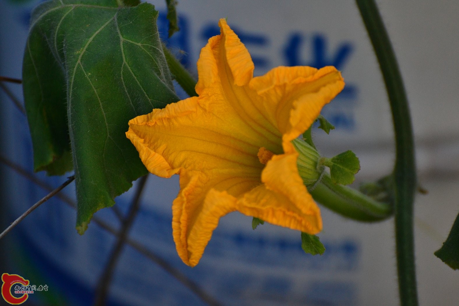 20130617-1383.JPG