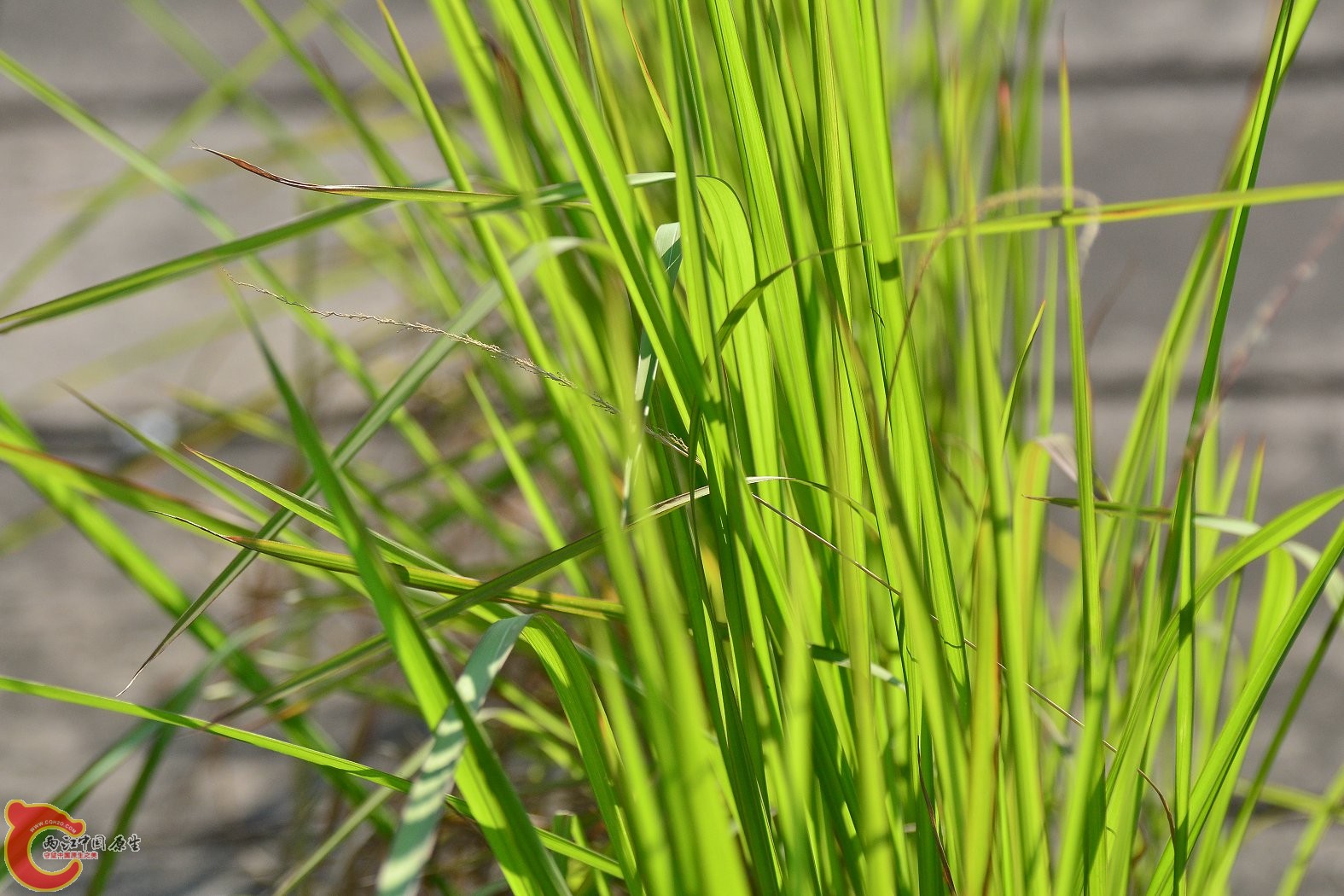 20130617-1437.JPG