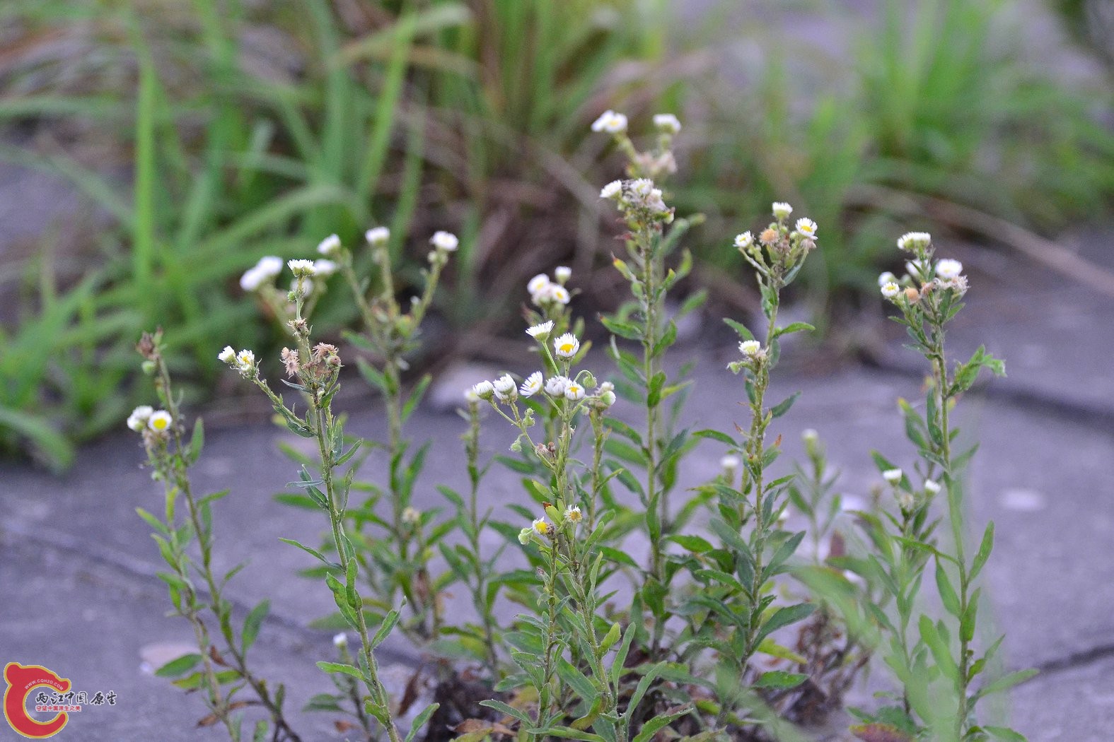 20130617-1472.JPG
