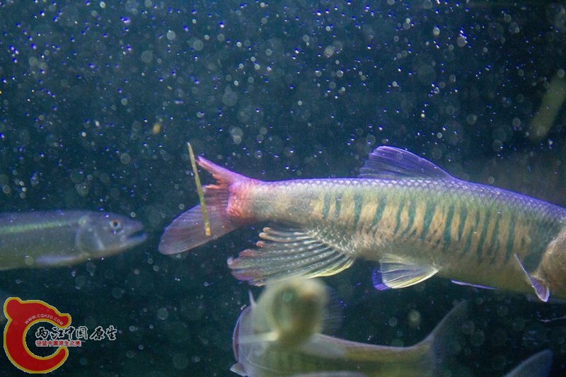 今天回来的时候发现就这样了