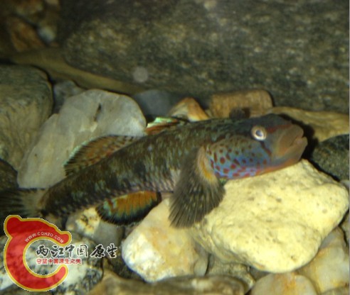 这张有点怪怪的 