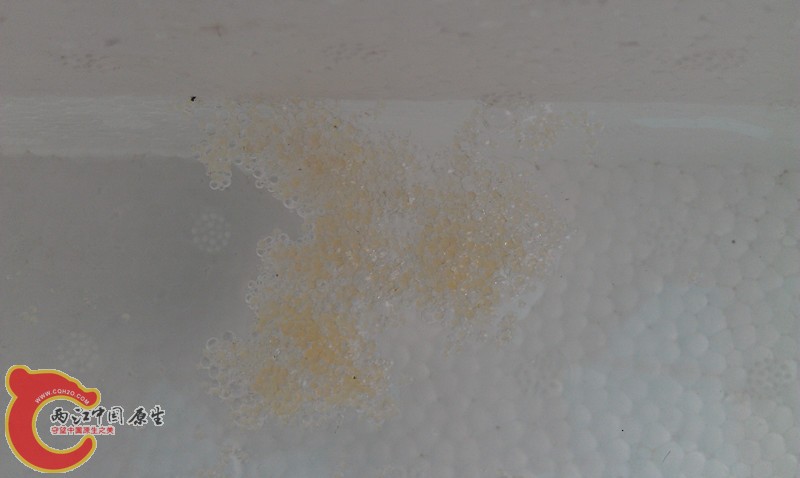 蓝尾巴的鱼卵，已经放入孵化泡沫箱缸中了.jpg