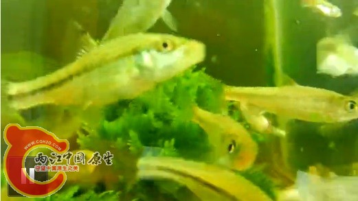 小鰾鮈？.jpg