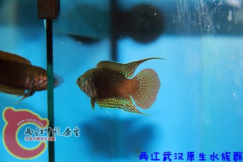 圆尾40 3.jpg
