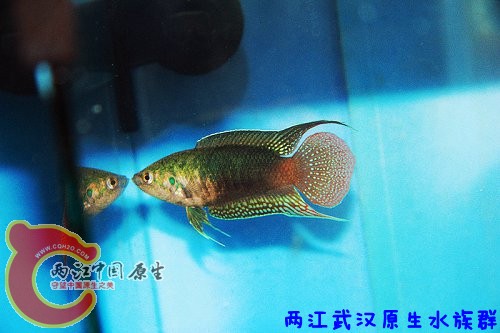 圆尾40.jpg