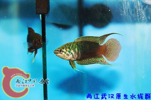 圆 尾40 .jpg