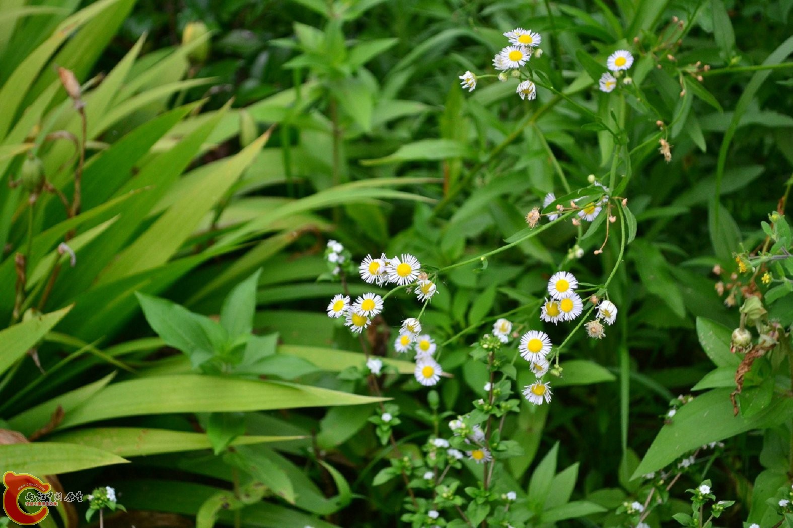 20130622-1583.jpg