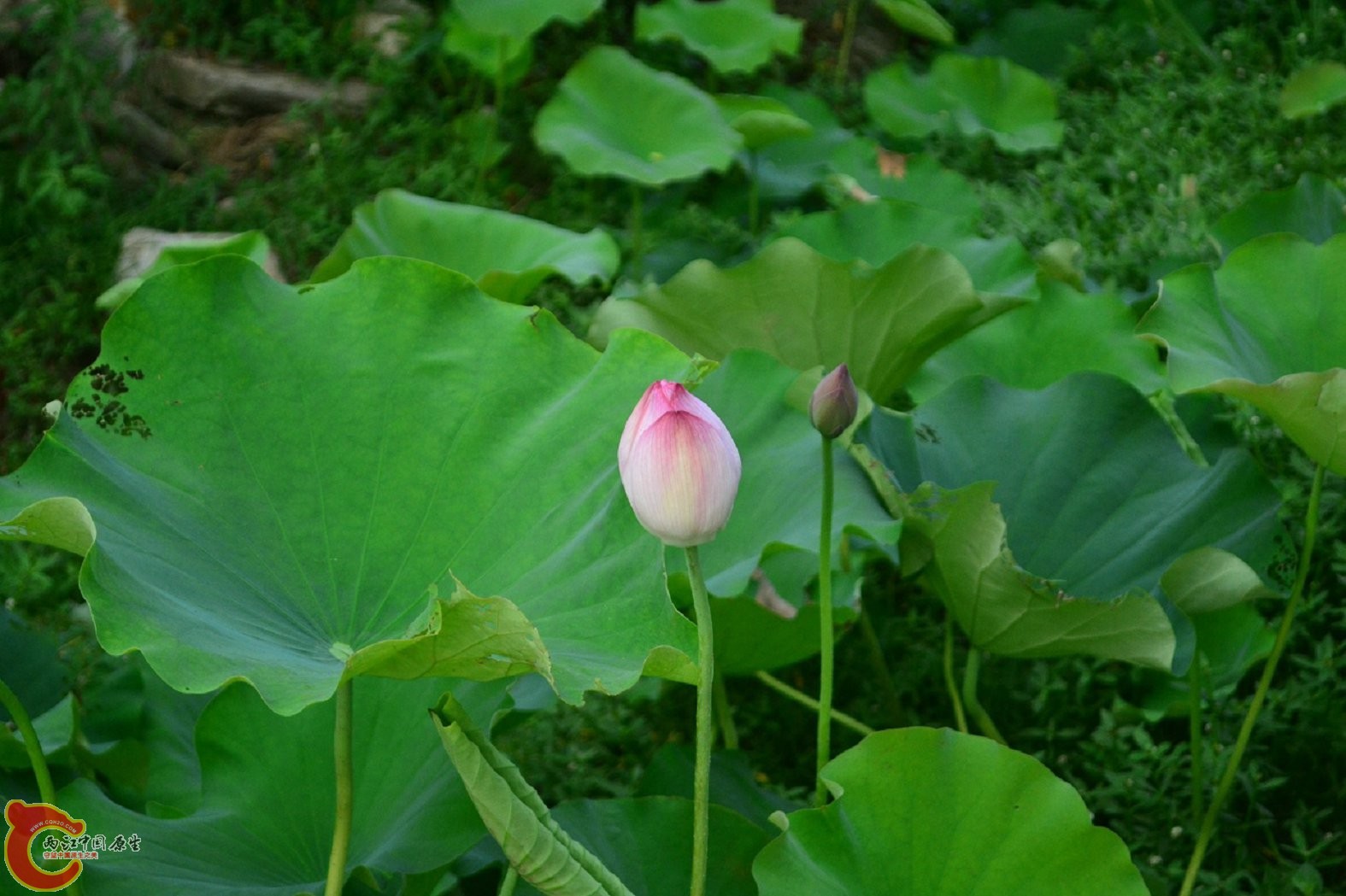 20130622-1588.jpg