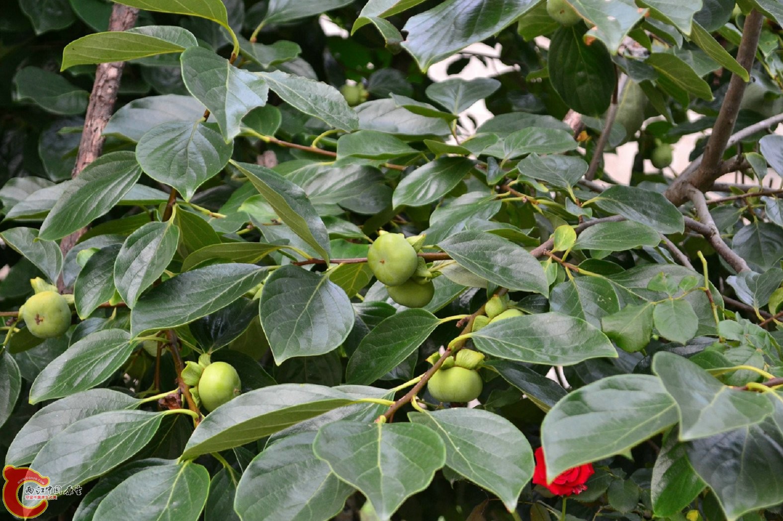 20130622-1612.jpg