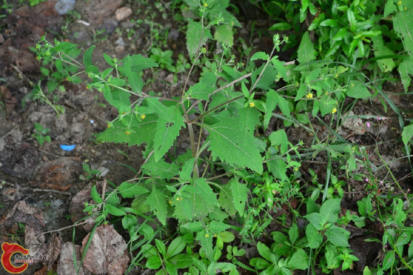 20130622-1613.jpg