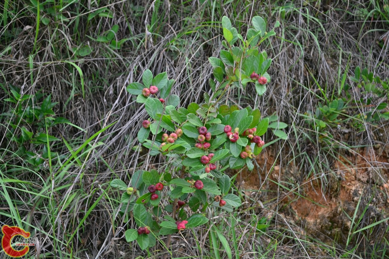 20130622-1690.jpg