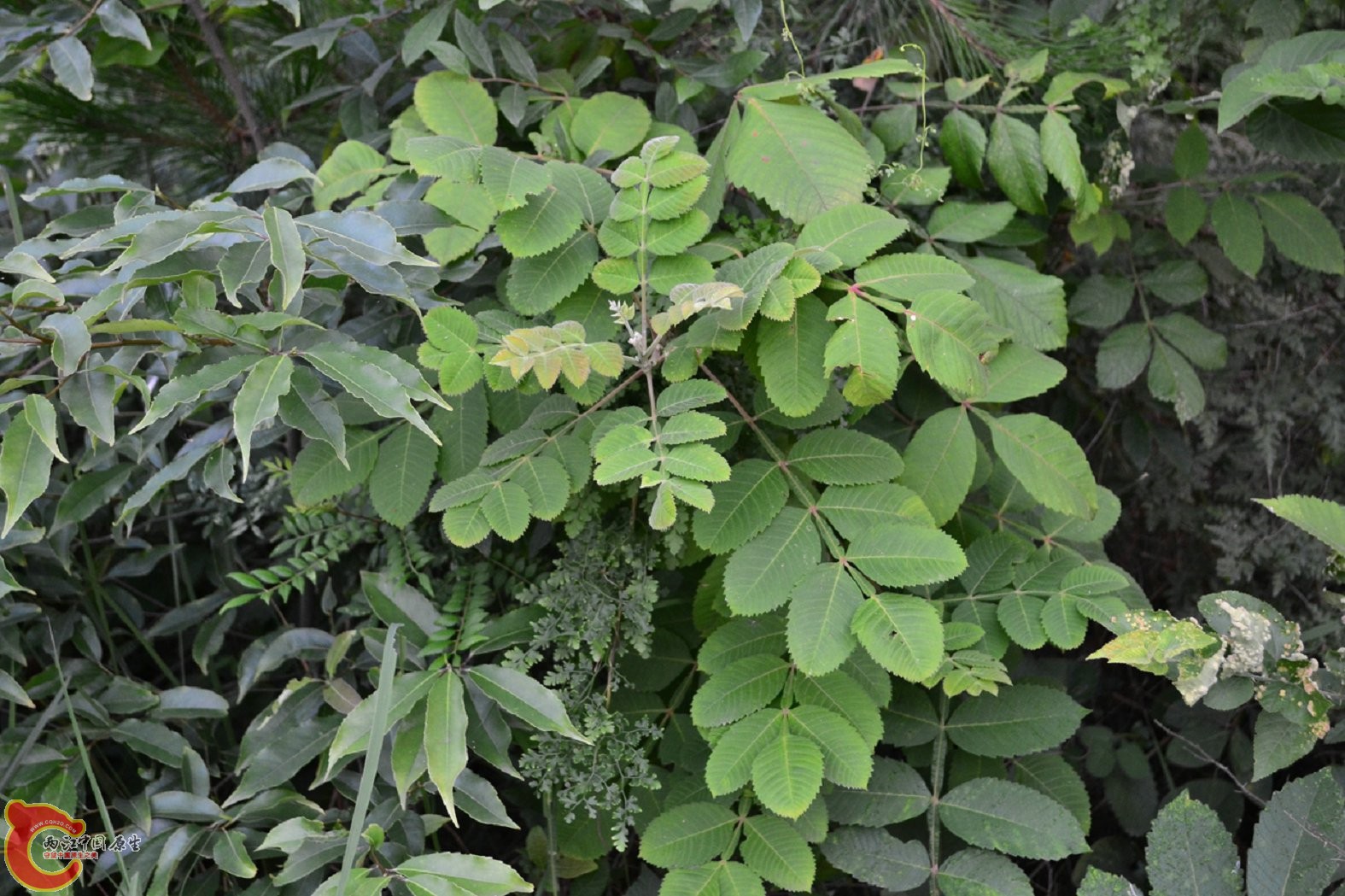 20130622-1842.jpg