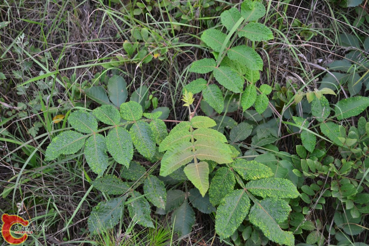 20130622-1846.jpg