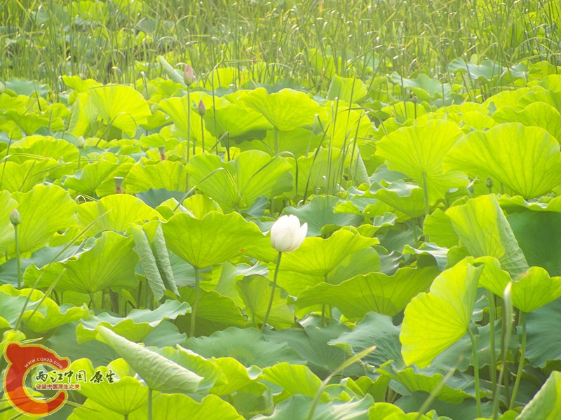100_7474_副本.jpg