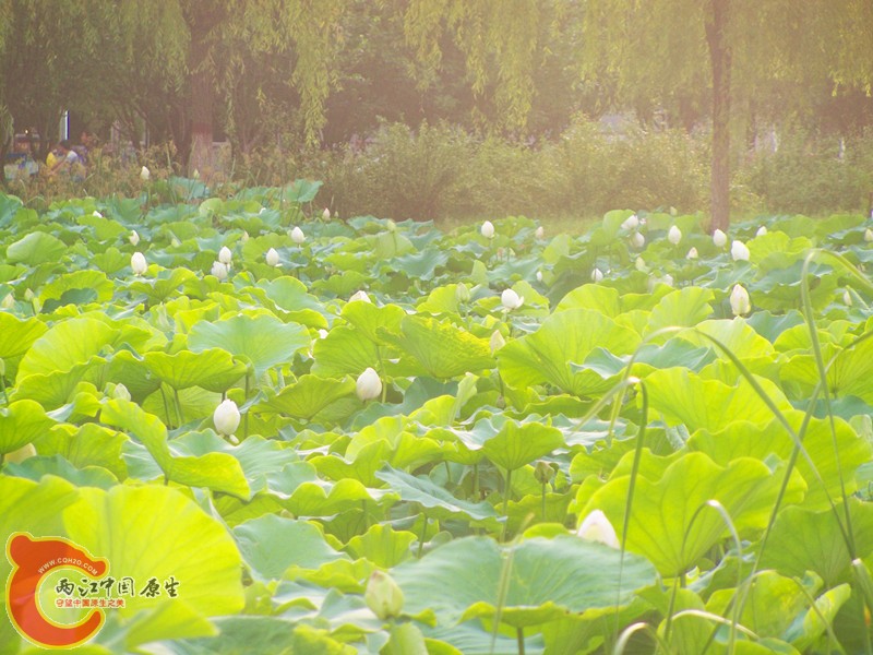 100_7478_副本.jpg