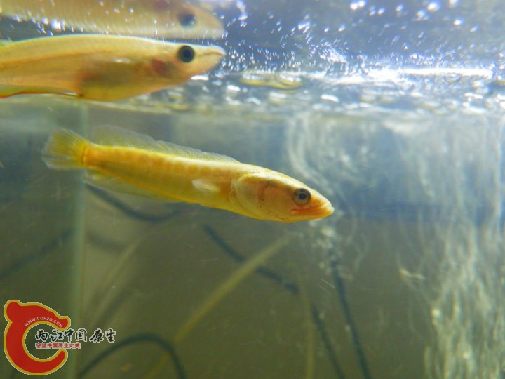 large_hc8U_79ab00000912118f.jpg