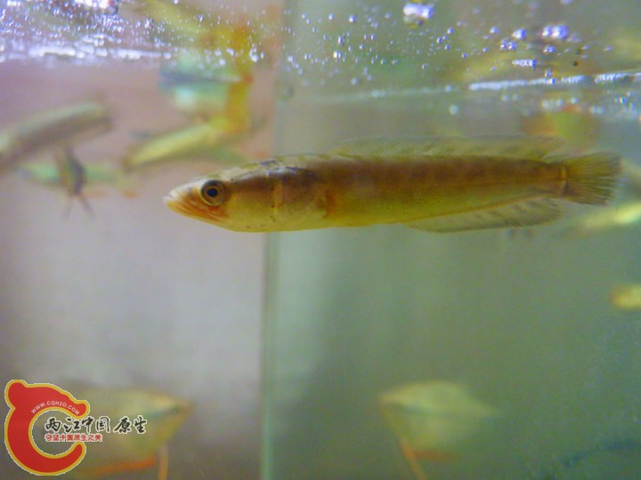 large_P9Nz_74c7000072dd125d.jpg