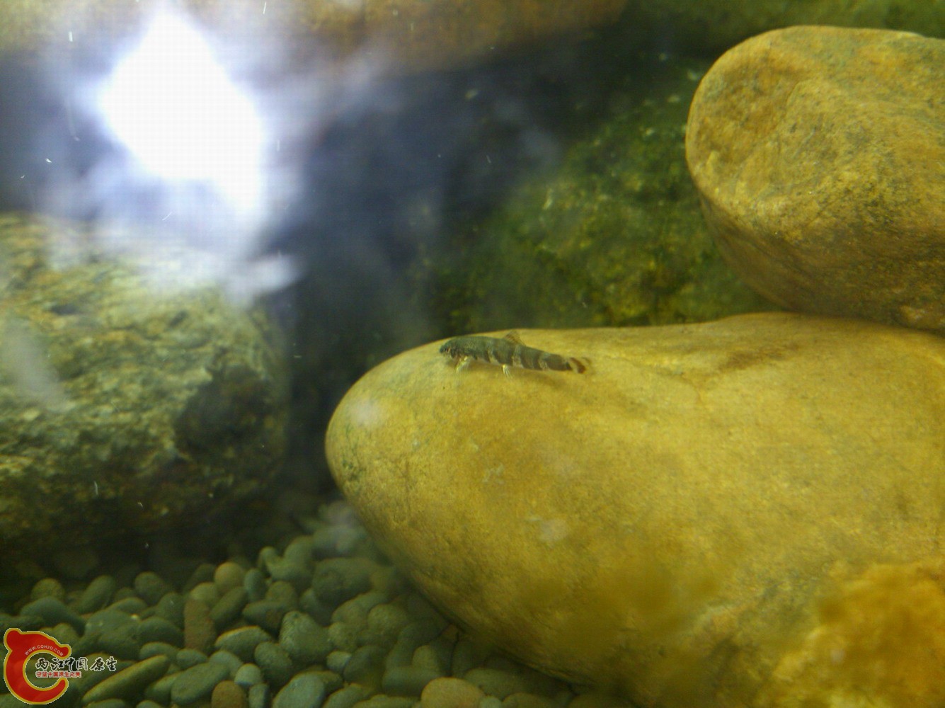 今天野采的鳅，什么学名？