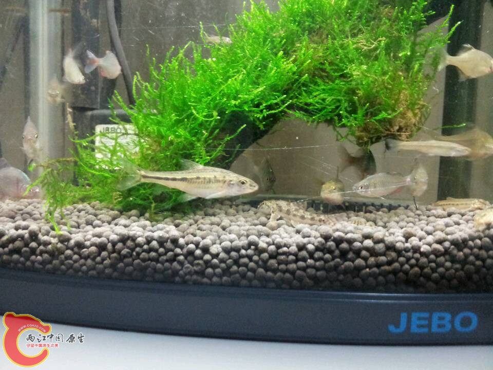 某种银鮈？