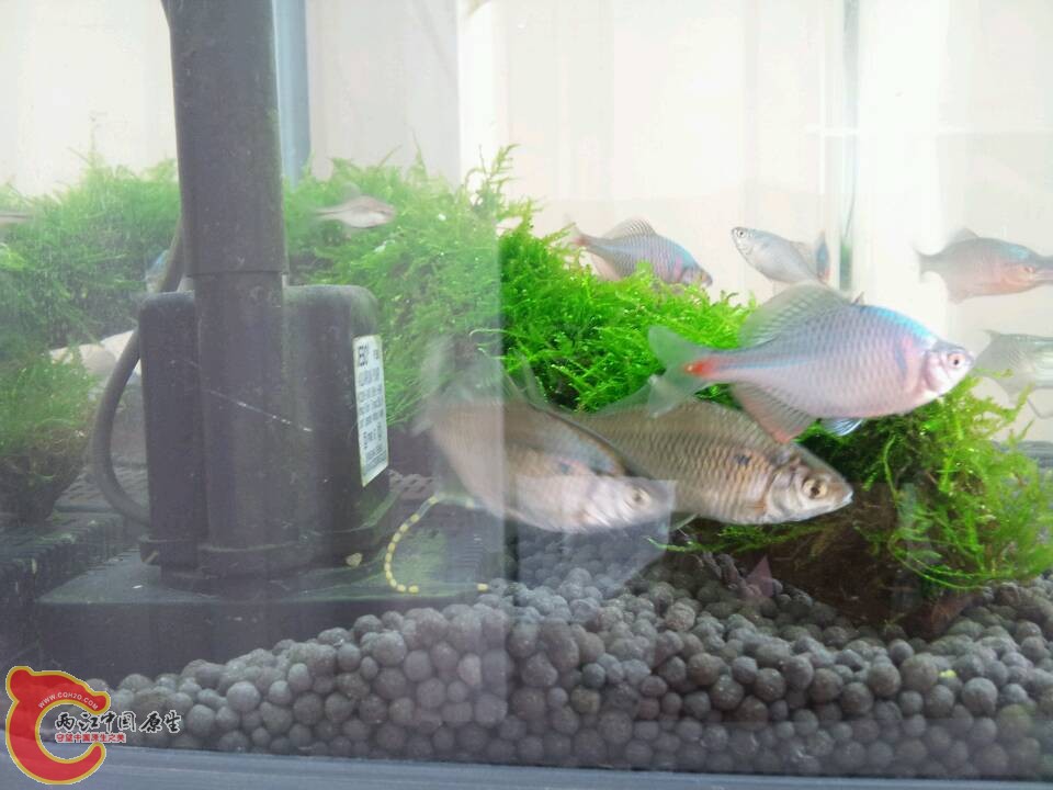 入缸产卵了