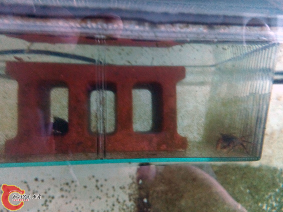 藏在砖头中的小蟹！