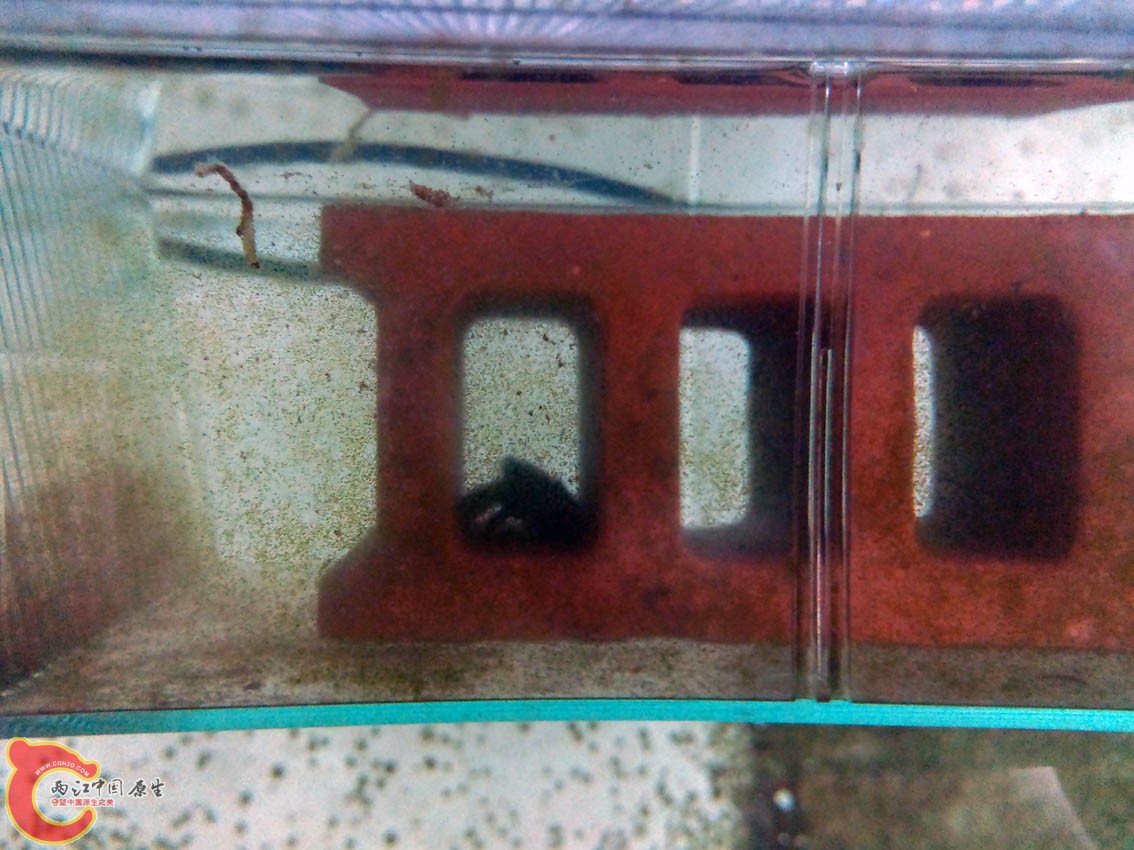 藏在砖头中的小蟹！