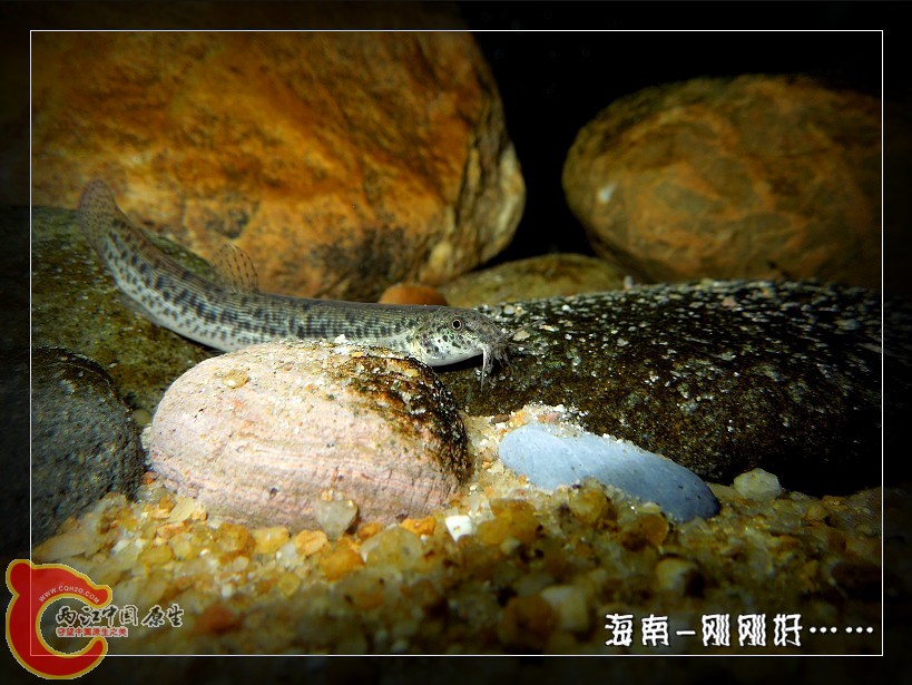 泥鳅_.jpg