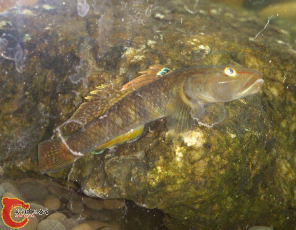 这个是李氏吻吗？