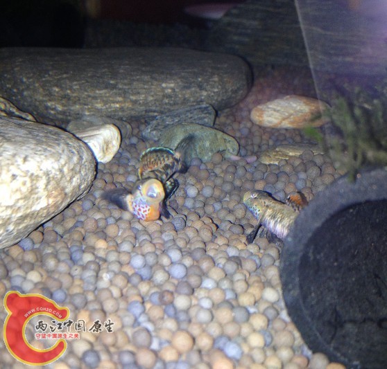 太给力了，都吼了发黑了，哈哈！