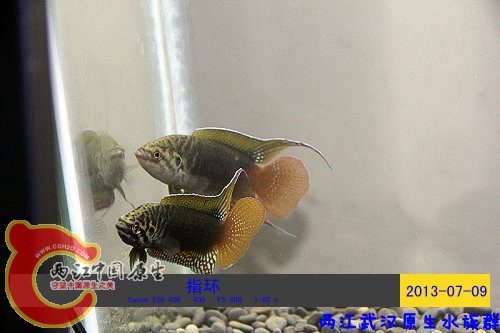 照片 071.jpg