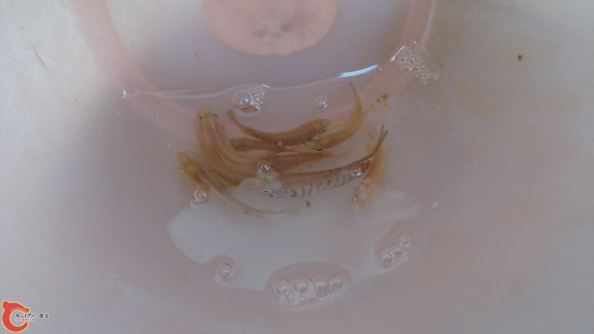 IMG_20130711_171104.jpg