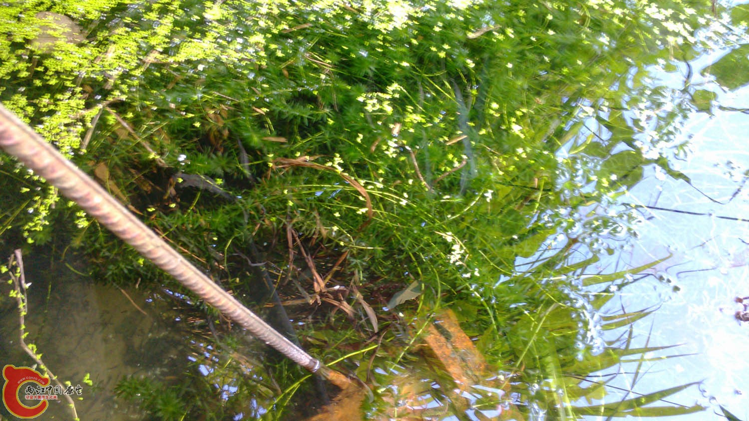 IMG_20130711_173748.jpg