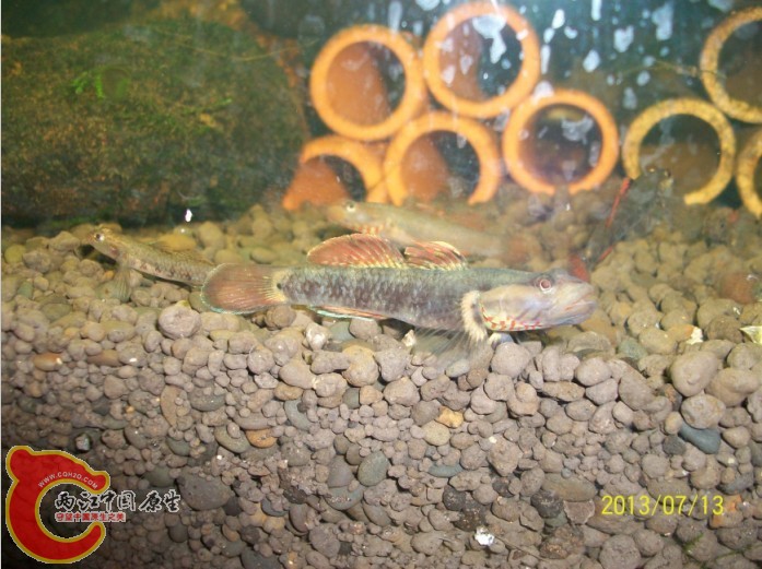 QQ图片20130713193634.jpg