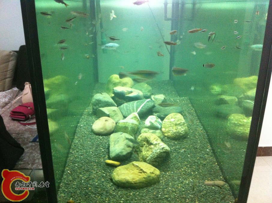 鱼缸以前是一个草缸，由于耐不住金卤灯的电费，所以改成原生鱼缸