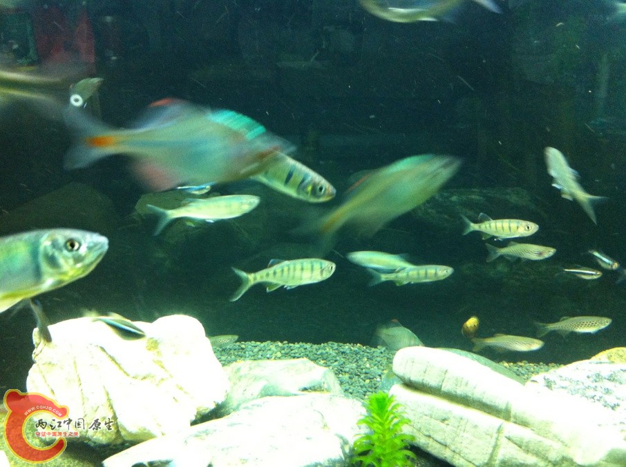 拍摄水平不好，将就看看吧大家！