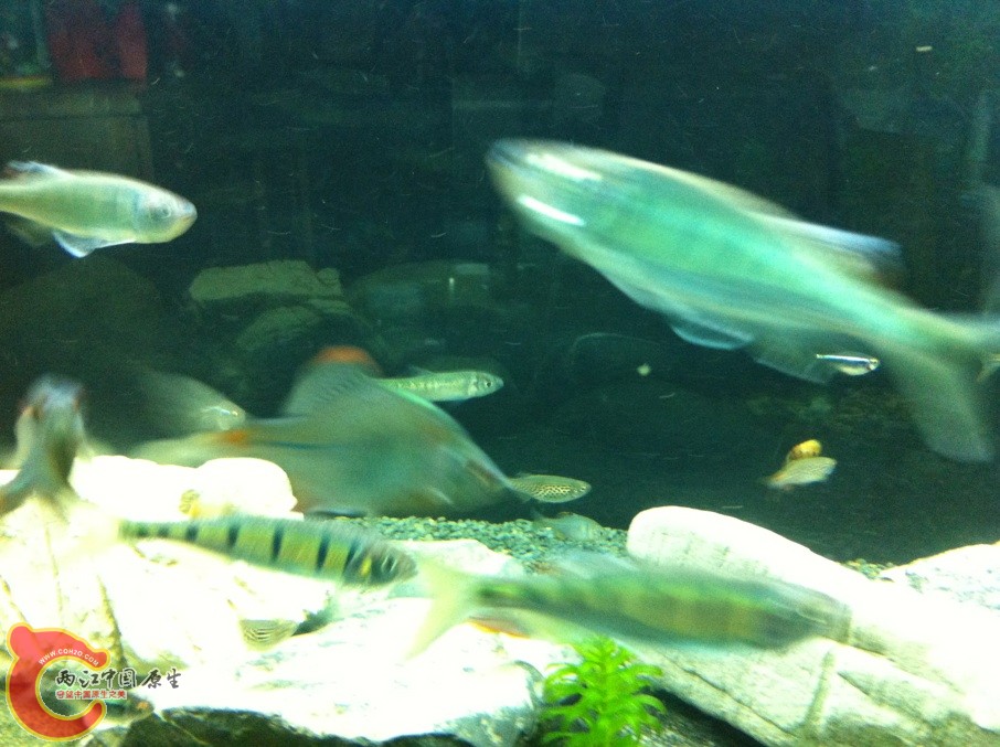 丽色低线鱲和其他一些品种的丹类