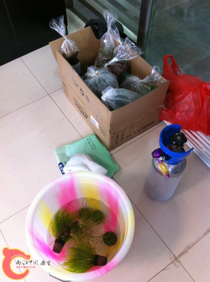 开缸前准备的二氧化碳系统和各种水草