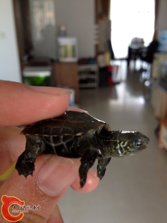 上次的小草苗 开始胆子小身体不是很好 掉了一个爪子 目前状态很ok