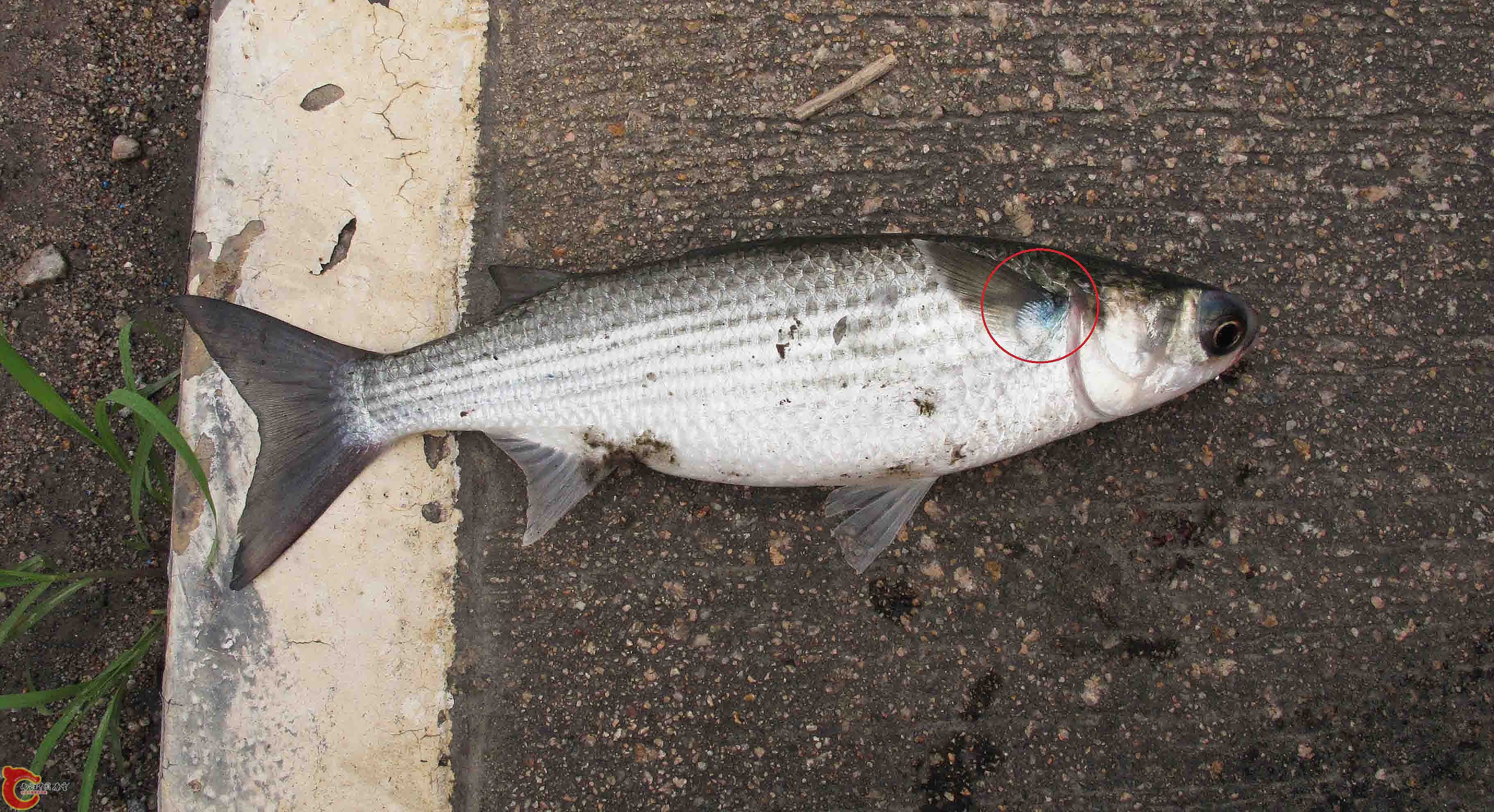 鯔魚(烏頭) Mugil cephalus