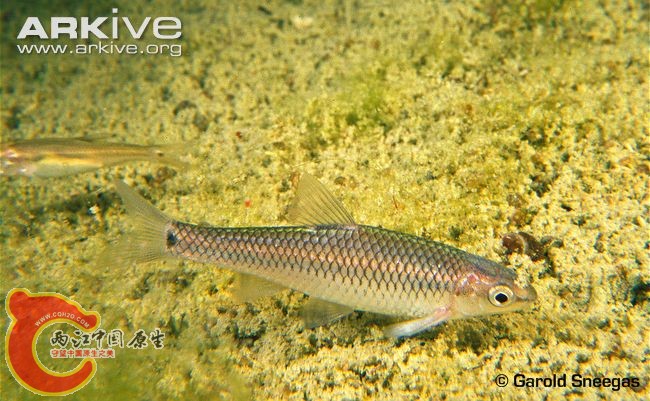 Devils-River-minnow.jpg
