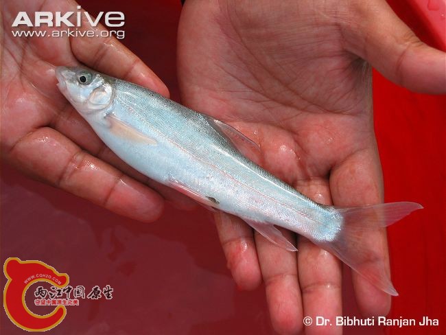Dinnawah-snowtrout.jpg